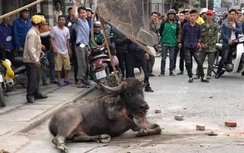 Trâu "điên" xổng chuồng, húc 2 người bị thương