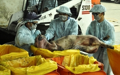 80 con heo gắn mác VietGap nhiễm chất cấm gấp 5 lần