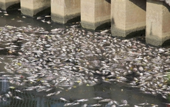 Cá tiếp tục chết hàng loạt trên kênh Nhiêu Lộc - Thị Nghè