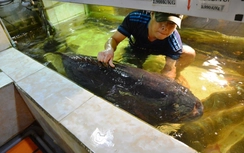 Bốn cá mú nghệ "khủng" nặng hơn nửa tấn “bơi” về TP.HCM