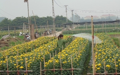 Dịp 8/3 ghé làng hoa Tây Tựu