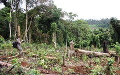 Giám đốc, Phó GĐ công ty lâm nghiệp để mất rừng bị khởi tố