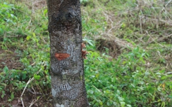 Nhìn lại hiện trường vụ xả súng kinh hoàng ở Đắk Nông