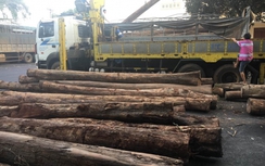 Bắt giữ 5 xe tải chở gỗ quá tải trọng, không rõ nguồn gốc
