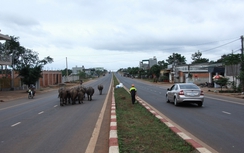 Đường vành đai phía Tây Buôn Ma Thuột chưa thông tuyến đã xuống cấp