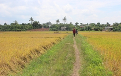 Thực hư thông tin "giang hồ" ép giá, bảo kê... gặt lúa