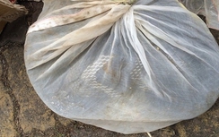 Rắn hổ mang chúa được vận chuyển vào Hà Nội