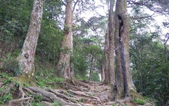 "Cụ" Xích Tùng trăm tuổi ở Yên Tử bị bão số 1 quật ngã