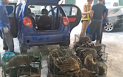 Bắt hai xe ô tô chở lậu 63 cá thể Cầy Giông