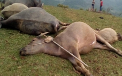 Kinh hoàng sét đánh chết cả đàn trâu ở Lạng Sơn