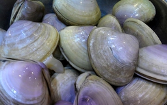 Thủy sản chuyển màu ở Vân Đồn - Quảng Ninh không gây độc