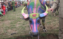 Chiêm ngưỡng các "nàng" Trâu hội Tịch Điền Hà Nam