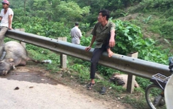 Xe tải rơi vực sau khi đâm trâu nghé chết la liệt trên đường