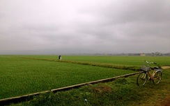 Sét đánh 3 học sinh đi chăn bò, nam sinh 14 tuổi tử vong