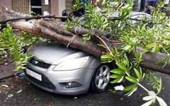 Đà Nẵng: Cây đổ, biển hiệu bị xé toạc do mưa lớn kéo dài