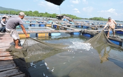 Dân Vũng Tàu kiện đòi bồi thường cá chết hơn 18 tỷ đồng