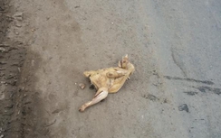 Đánh người túi bụi để cướp con gà luộc giá 160.000 đồng