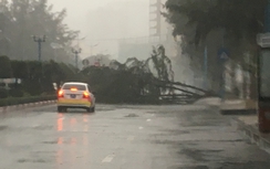 Bà Rịa-Vũng Tàu: Bão làm đổ cây, nhiều phương tiện vẫn lưu thông