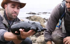 Video: Ốc sên nặng 5kg vừa được phát hiện tại Mỹ