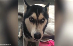 Kỳ lạ chó có gương mặt biểu cảm như người