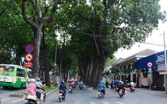 Di dời và bảo dưỡng 16 cây xanh trên đường Tôn Đức Thắng