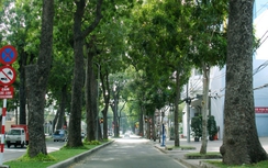 Cắt tỉa cây xanh không ảnh hưởng đến lưới điện