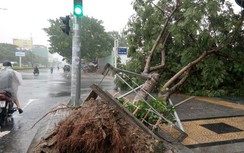 TP.HCM: 190 cây xanh bị đổ trong mùa mưa