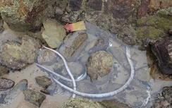 Cá lại chết ở bờ biển Hà Tĩnh, vẫn chờ nguyên nhân!