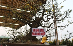 Ngắm cây mai bạc tỉ ở chợ Hoa Xuân cố đô Huế