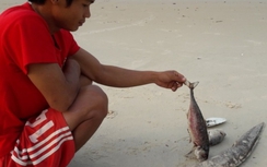 Dễ ngấm độc nếu ăn cá chết bất thường