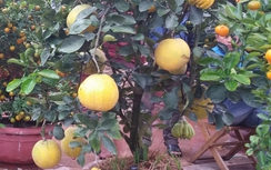 Bưởi phật thủ bạc triệu tại chợ hoa Xuân Quảng Trị