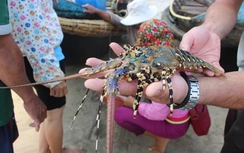 Đến Cửa Tùng săn tôm hùm, kiếm tiền triệu mỗi ngày