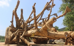 Vì sao chỉ có 2 cây "quái thú" được... về với chủ?