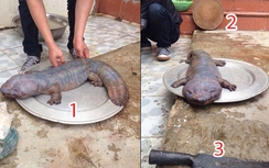 Nghi vấn xoay quanh con "quái vật" ở Vĩnh Phúc