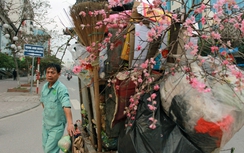 Hoa đào ngậm ngùi tô điểm sắc xuân cho... xe rác