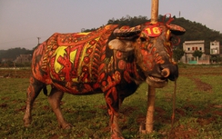 Ngắm những chú trâu sặc sỡ trong lễ xuống đồng