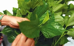Lá lốt giảm đau nhức xương khớp