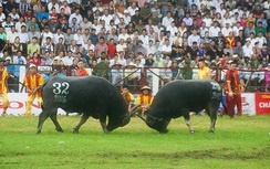 Dẹp chọi trâu Đồ Sơn vì bạo lực, tệ nạn: Chỉ là nguỵ biện