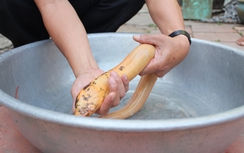 Người dân Bạc Liêu bắt được lươn vàng, chấm đen kỳ lạ