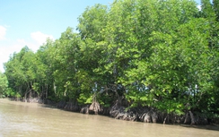 Phát hiện thi thể đang phân hủy ở rừng phòng hộ Bạc Liêu