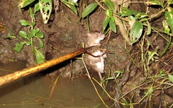 Nghịch tử sát hại cha bằng cây gậy săn chuột