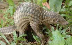 Khởi tố vụ vận chuyển hàng trăm cá thể tê tê ở Cà Mau