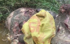 Con trâu nặng 350kg bị kẻ trộm xẻ thịt ngay cạnh nhà gia chủ