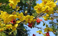 Lần đầu tiên mai vàng Yên Tử đến Lễ hội hoa Anh đào