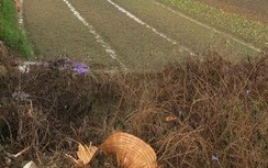 Sét đánh tử vong người phụ nữ giữa cánh đồng