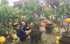 Vựa cây cảnh Văn Giang đắt hàng ngày cận Tết