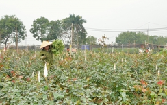 Cận Tết trùng ngày Valentine, hoa tươi đắt hơn thịt cá