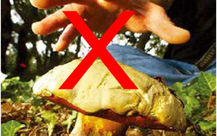 Ngộ độc nấm Hà Giang: Ba người tử vong, một người nguy kịch