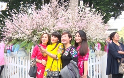 Cảm nhận của người dân và du khách đến Lễ hội hoa anh đào