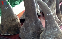 Bắt đối tượng vận chuyển 31 sừng tê giác trị giá hơn 20 tỷ